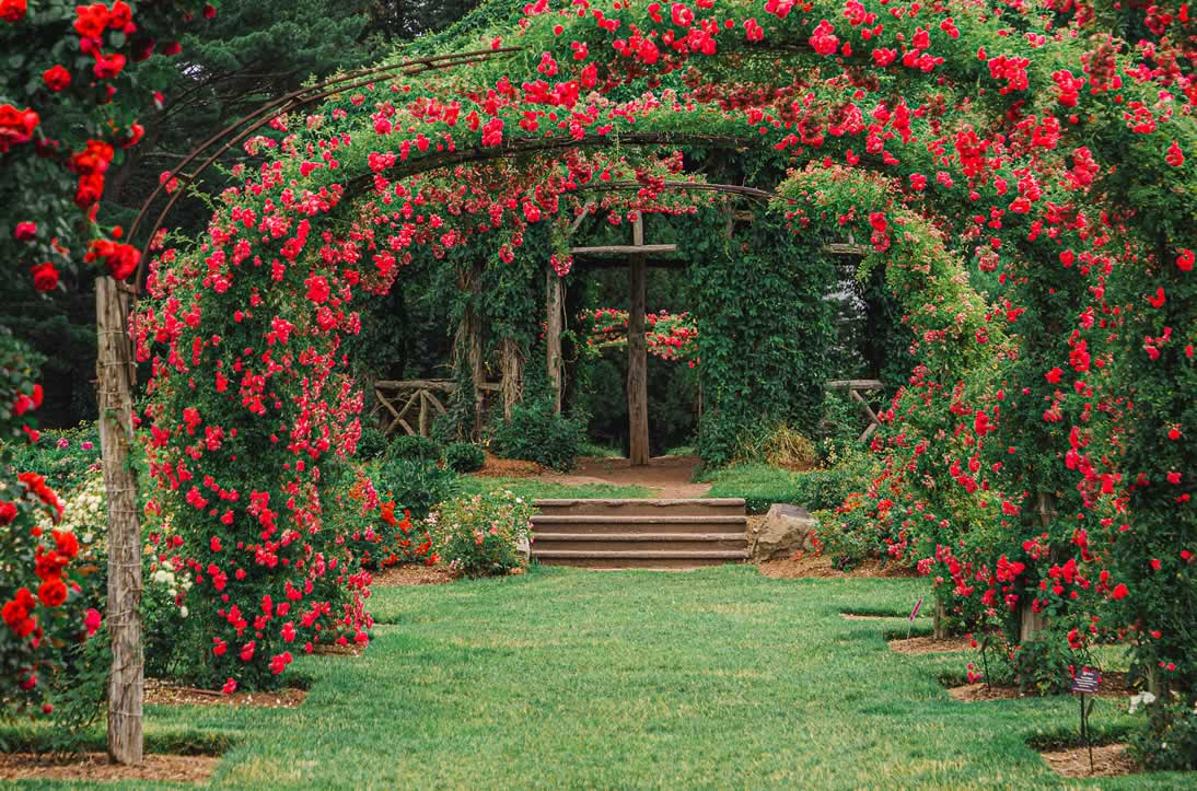 Rose Garden at Elizabeth Park, Hartford